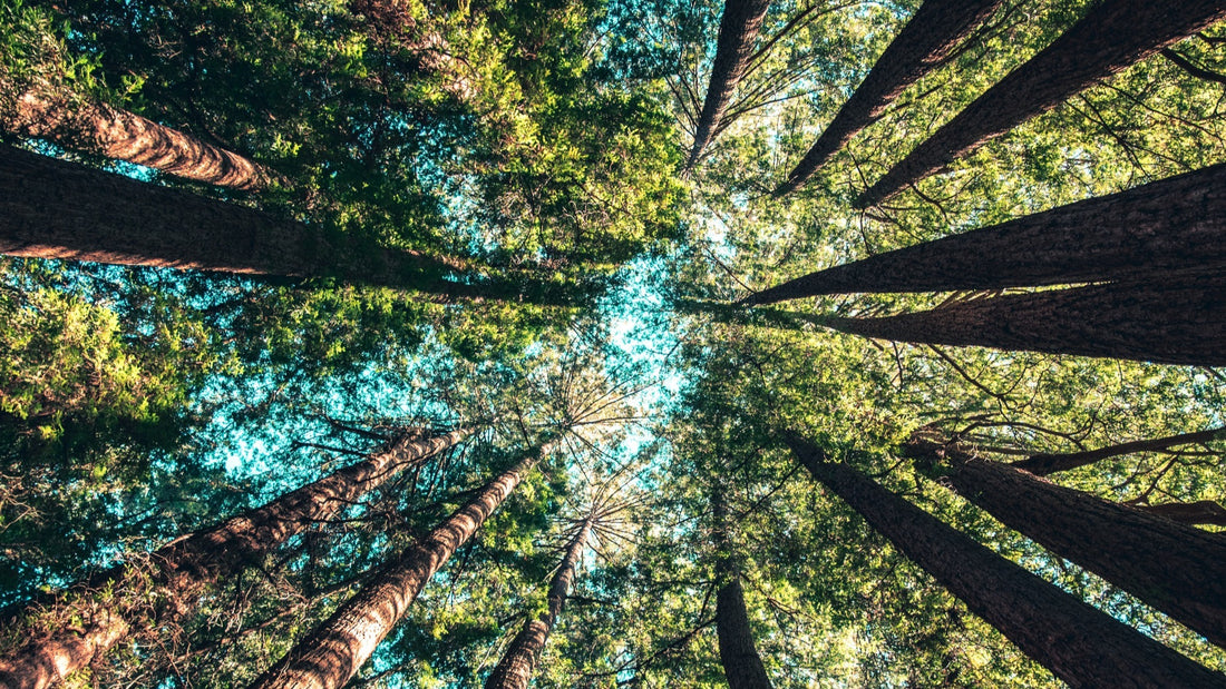 Wie Sie klimafreundlich investieren